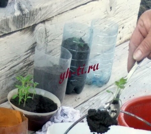 С помощь ложки отделяем саженец и пересаживаем в отдельную емкость