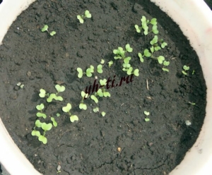 Рассада капусты