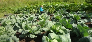 Капуста и тыква (соседская :-) )