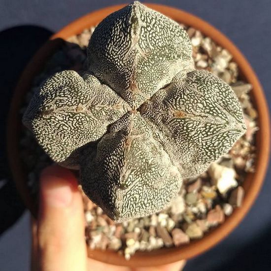 Astrophytum myriostigma (Bishop's Cap)