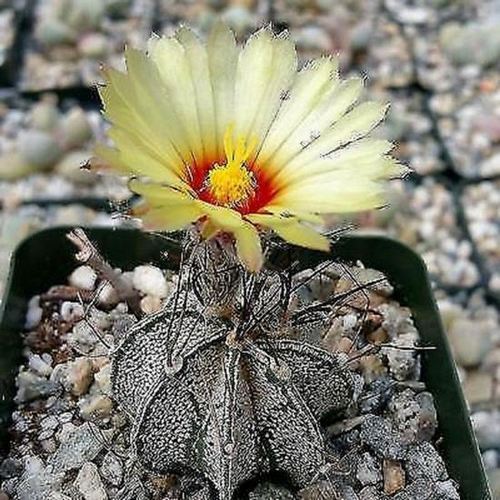 Astrophytum ornatum (Monk's Hood, Star Plant)