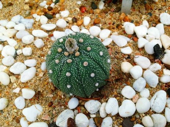 Astrophytum asterias (звезчатый)