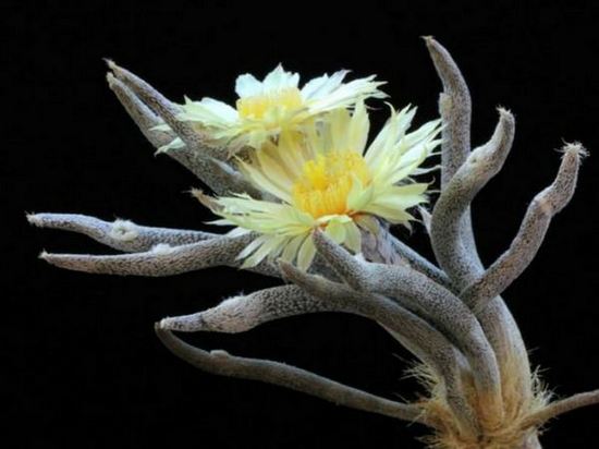 Astrophytum caput medusae