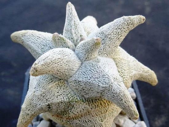 Astrophytum coahuilense Hakuran