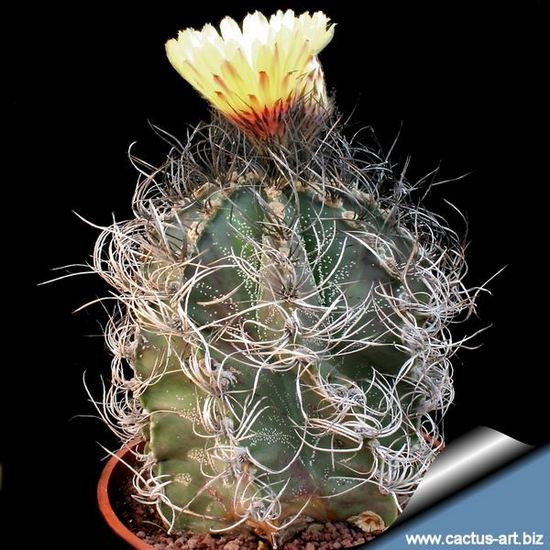 Astrophytum capricorne