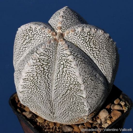 Astrophytum_myriostigma