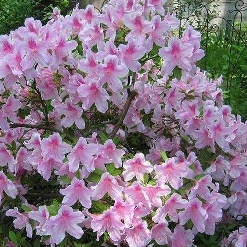 Azalea