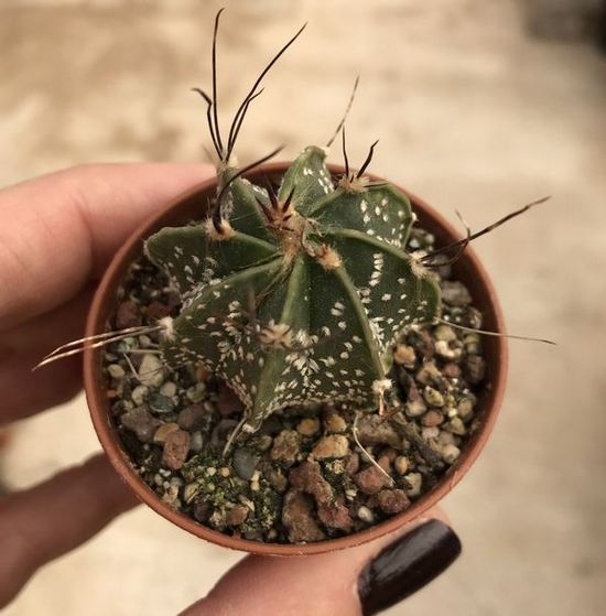 astrophytum capricorne crassispinoides