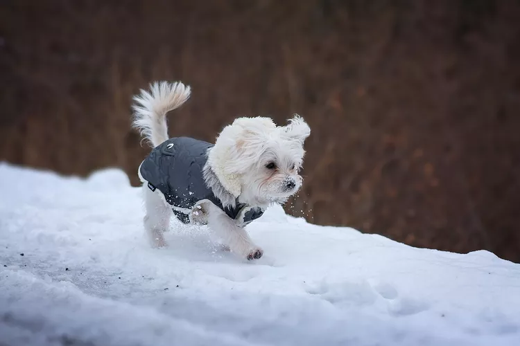Шьем пальто для маленькой собаки