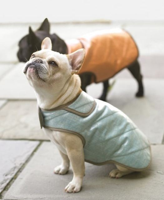 Пальто-попона для собак
